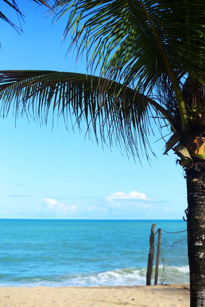 Praia Itapororoca em Trancoso com coqueiro ao lado.